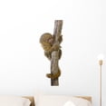 thumbnail image 1 of Pygmy Marmoset 5 Weeks Wall Decal by Wallmonkeys Peel and Stick Graphic (24 in H x 9 in W) WM17841, 1 of 4