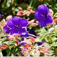 thumbnail image 5 of Blue Tibouchina Live Plant 5–8 Inch Tall, Vibrant Purple-Blue Flowering Princess Flower Shrub for Outdoor Garden & Patio Planting, 5 of 7