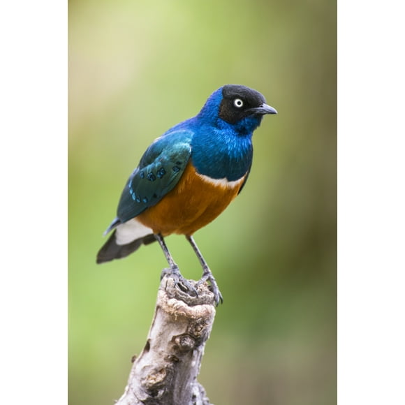 Superb Starling (Lamprotornis superbus) perched on dead snag in Ngorongoro Crater, Ngorongoro Conservation Area; Tanzania by Kenneth Whitten / Design Pics (12 x 18)