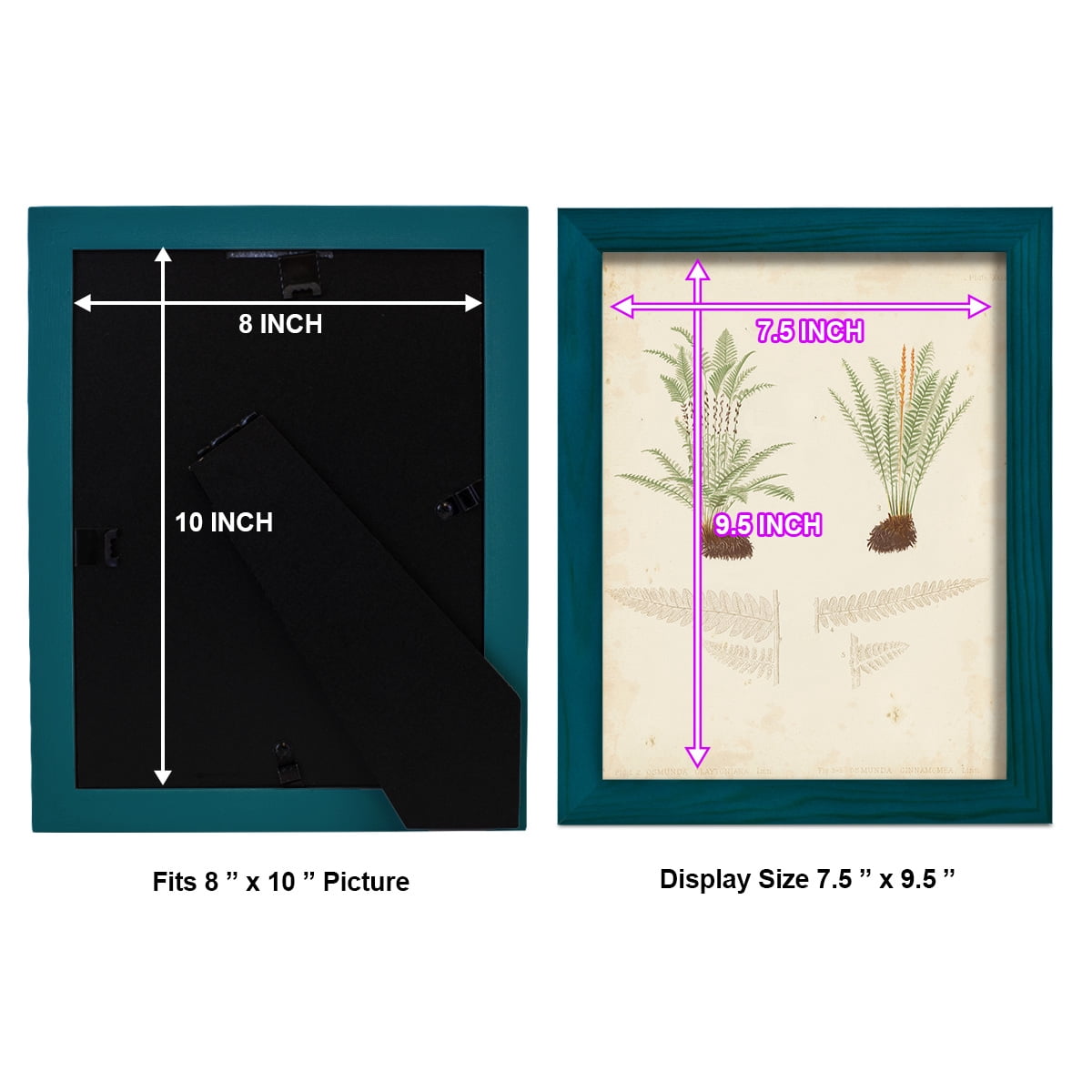 Fern Study III -Framed Print w/glass-Ocean Blue