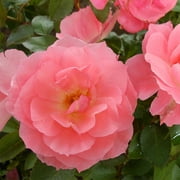 Heirloom Roses Pink Rose Plant - Passionate Kisses Floribunda Rose - Own Root Roses