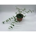 thumbnail image 4 of BubbleBlooms Luxurious Hoya Bella AFF. Lancifolia- Thriving 4 inch Potted Eleganct Plant, 4 of 8