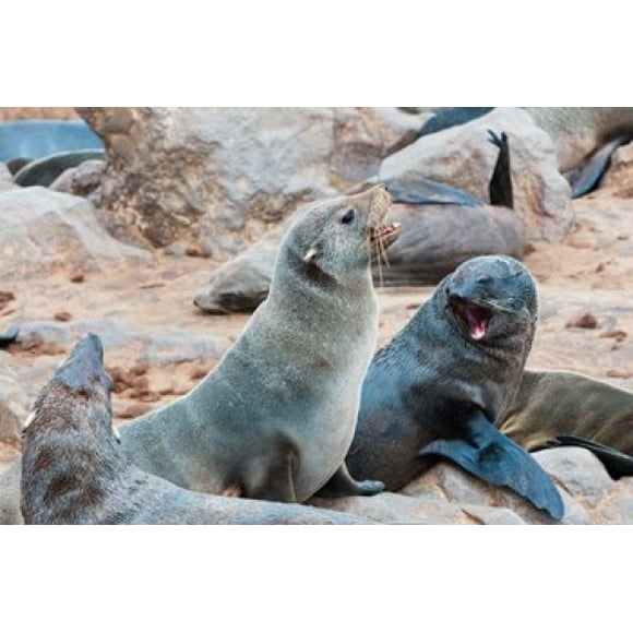 Cape Fur seals, Skeleton Coast, Kaokoland, Namibia. Poster Print by Nico Tondini (24 x 15)