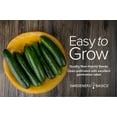 thumbnail image 3 of Cucumber Seeds for Planting - Marketmore 76 - Cucumis sativus Heirloom, Non-GMO Vegetable Variety- 1 Gram Seeds Great for Outdoor Gardening by Gardeners Basics, 3 of 7