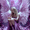 Fantasy Angel Portrait, variant on Qisvanset Bunny And Flowers Canvas Print 15.75x11.81 Inches