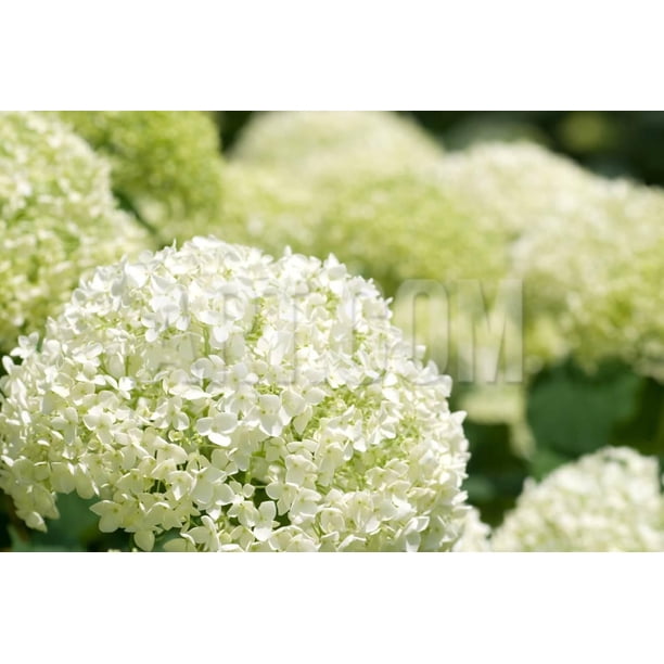 Annabelle Hydrangea Print Wall Art By Vsarts Walmart Com Walmart Com