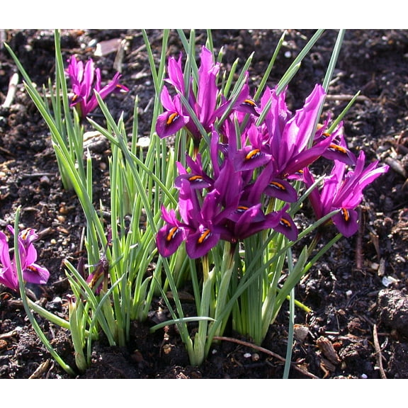 J.S. Dyt Rockgarden Iris 20 Bulbs - 5/  cm Bulbs - Very Hardy!