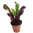 thumbnail image 3 of Batik Croton - 2 Pack 3" Pots - Colorful House Plant, 3 of 3
