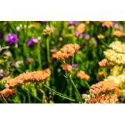 50 APRICOT BEAUTY STATICE بذور زهرة Limonium Sinuatum