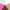 Mint/White/Nude, variant on Sugar, Women's No-Show Socks, 10-Pack, Size 4-10
