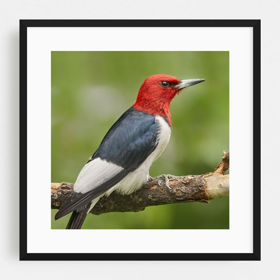Red-Headed Woodpecker - Photography Bird Wildlife Nature Animal Woodland Scenic Wilderness Black Framed Wall Art Print 10 x 10 inches