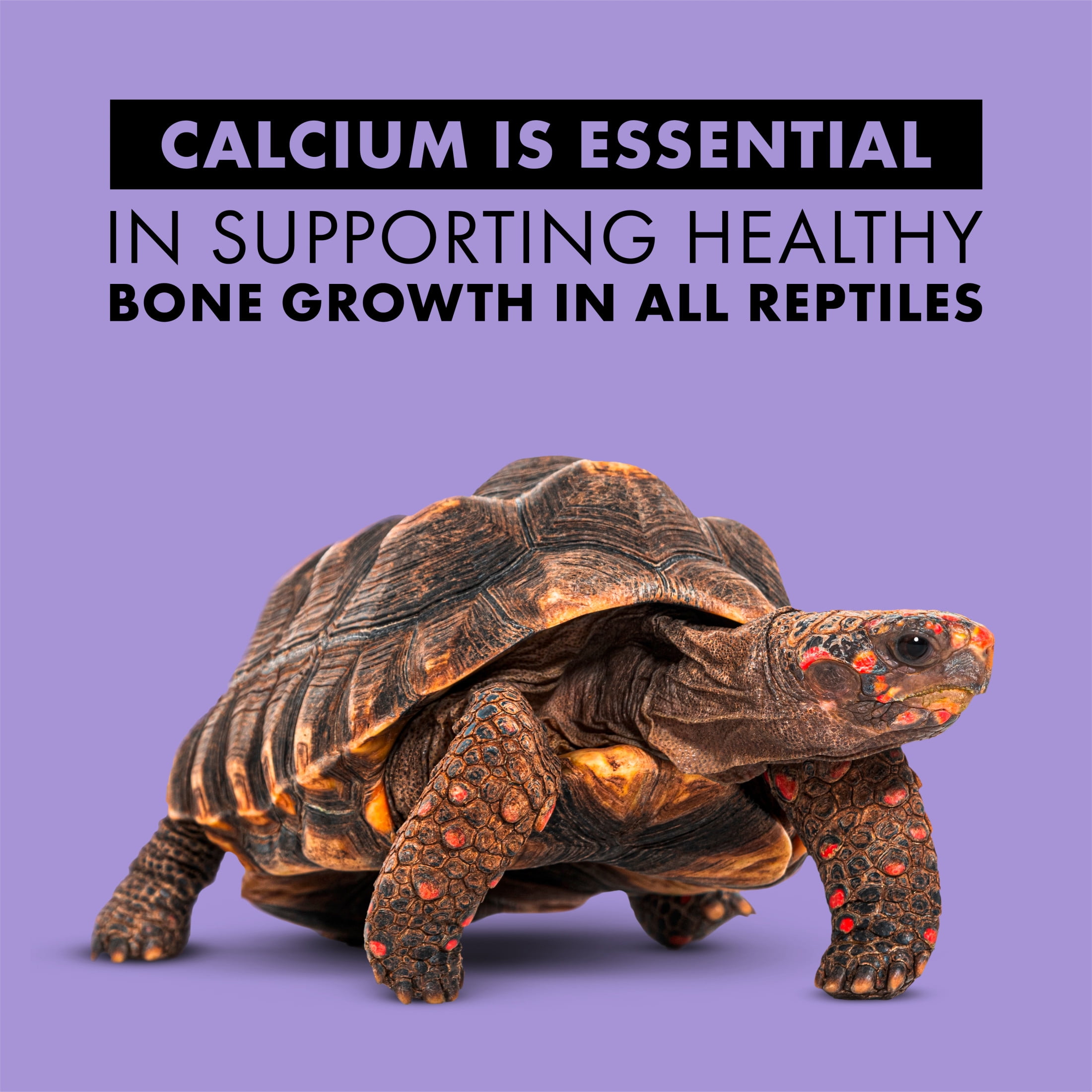 (3 pack) Zilla Calcium Supplement Spray 8 Fluid Ounce