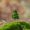 F-2.64 Inch, variant on Miniature Model Trees, Micro Landscape Fake Trees, Diorama Scenery Tree, Artificial Mini Tree Ornament Realistic Foliage, Mini Model Trees for Micro Scene DIY Craft Arrangement Use 1Pcs