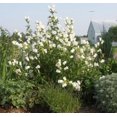 thumbnail image 3 of 100 MIXED CANTERBURY BELLS - Crown Mix Campanula Medium Flower Seeds, 3 of 5