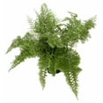 thumbnail image 2 of Rare Cotton Candy Fern - Nephrolepis exaltata 'Smithii' - 6" Pot, 2 of 4