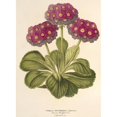 thumbnail image 2 of Charles Antoine Lemaire 14x18 Black Ornate Wood Framed Double Matted Museum Art Print Titled - Intermediate Primrose (Hybrida) (1854-1896), 2 of 5