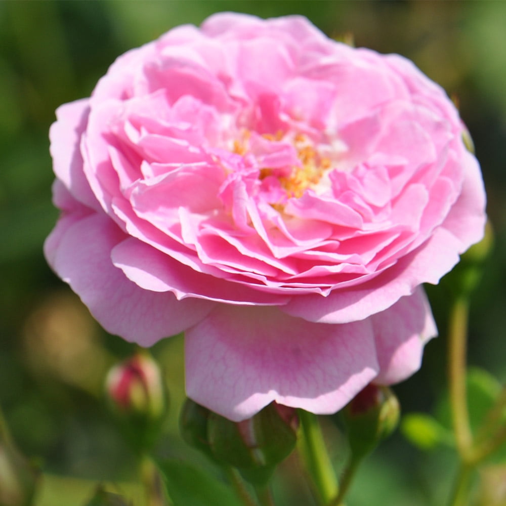 Heirloom 5-10' Lavender Pink Hybrid Musk Rose Live Plants in 1 gal Containers