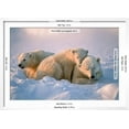 thumbnail image 3 of Polar Bear with Her Cubs, Animals Framed Art Print Wall Art by outdoorsman Sold by Art.Com, 3 of 6
