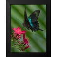thumbnail image 2 of Fitzharris, Tim 15x18 Black Modern Framed Museum Art Print Titled - Papilio pranthus butterfly-Indonesia, 2 of 5