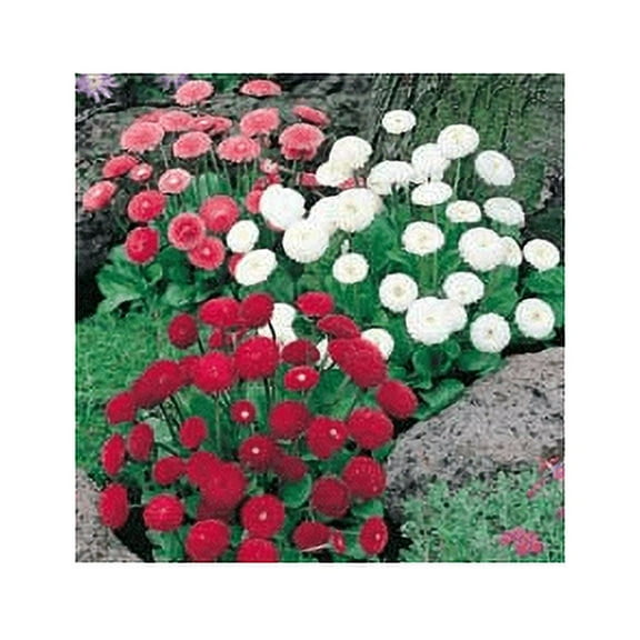 Bellis Pomponette Mixed Nice Garden Flower Seeds (1,000 Seeds)