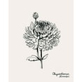 thumbnail image 2 of Popp, Grace 26x32 Gold Ornate Wood Framed with Double Matting Museum Art Print Titled - Annual Flowers XI, 2 of 4