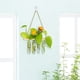 thumbnail image 5 of Colgante de pared Tubo de ensayo Jarrones Planta hidropónica Propagador Terrario Mini Lindo Purificar Estaciones de propagación para habitación Oficina Balcón Color de madera Monstrate HA011390-02B, 5 of 7