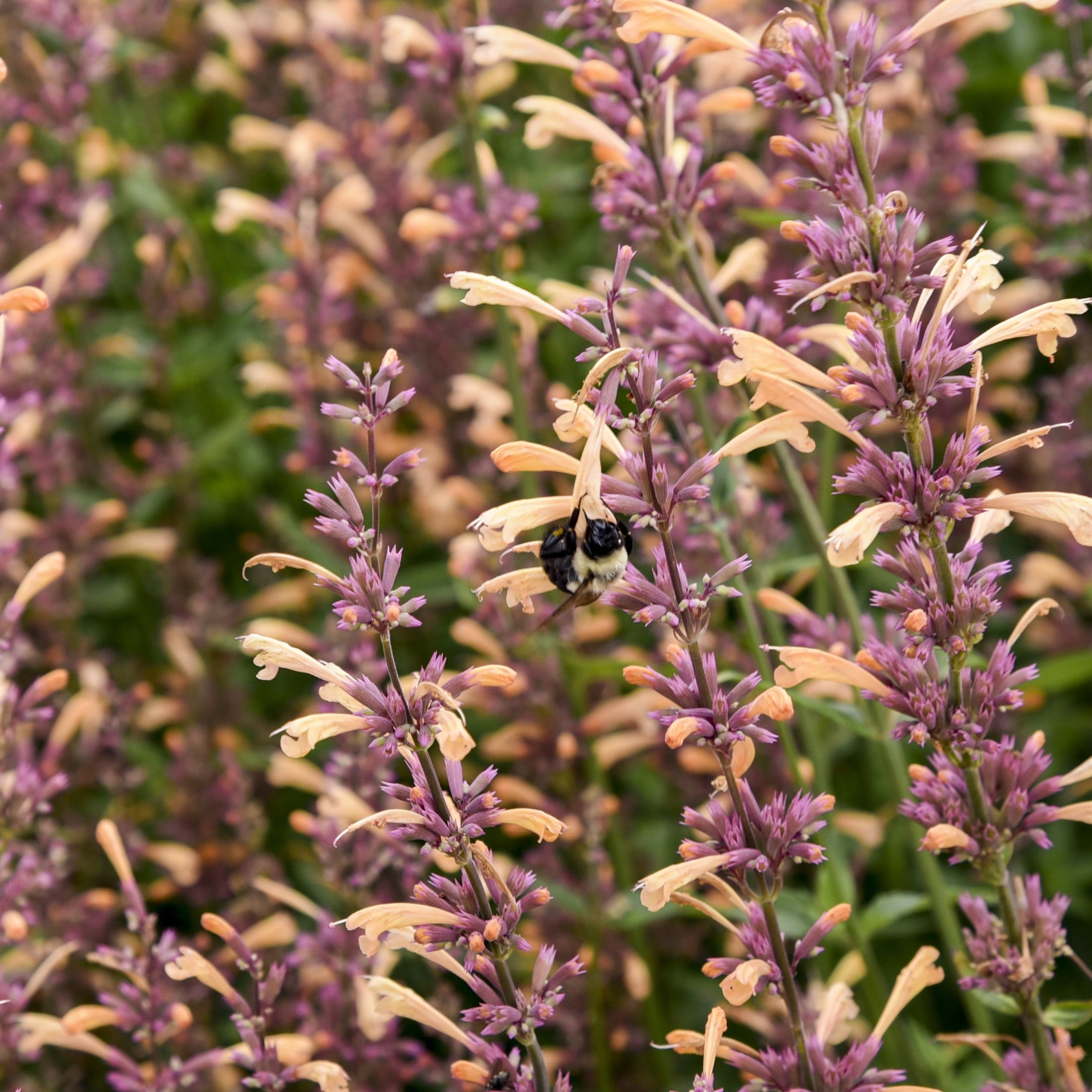 Proven Winners 6" Orange Meant to Bee 'Queen Nectarine' Anise Hyssop Live Plant in 6.5" Pot