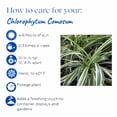 thumbnail image 6 of Expert Gardener 1.5G Chophytum Spider Plant Green White Live Plant Hanging Basket Full Sun Partial Shade, 6 of 7