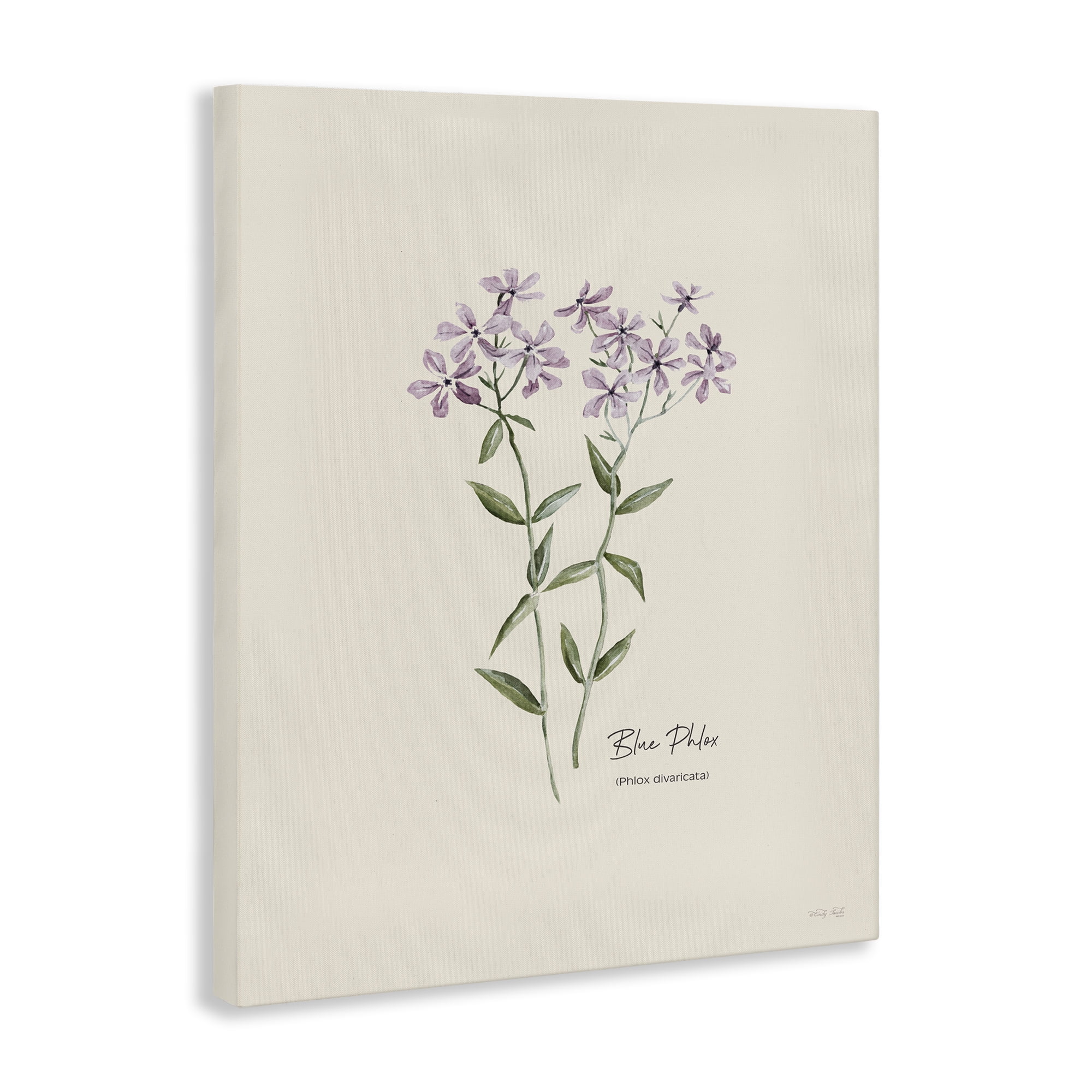 Stupell Industries Country Herb Diagram Botanical & Floral Painting Gallery Wrapped Canvas Art Print Wall Art, 24 x 30
