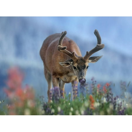 Mule Deer in Velvet, Olympic National Park, Washington State, Usa Print Wall Art By Tim