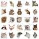 thumbnail image 4 of Paquete de 50 pegatinas de gatos bonitos, hermosas calcomanías de gatos para fanáticos del color, 4 of 4