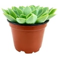 thumbnail image 5 of Echeveria Blue Atoll (2"+ Plastic Pot) - Tiny, Lovely, Easy to Care Rosette Succulents - Live Succulents for Home Indoor Place, 5 of 9