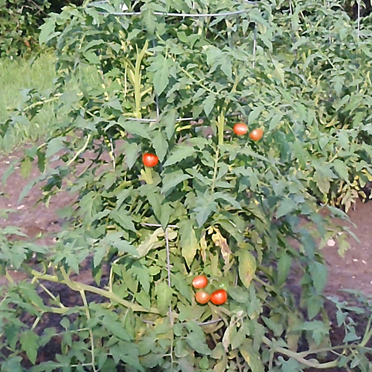 Expert Gardener 42 in. Heavy Duty Galvanized Steel Vegetable and Tomato Cage