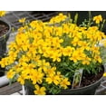 thumbnail image 4 of TomorrowSeeds - Mexican Tarragon Seeds - 15000+ Count - For 2025 Planting Tagetes Lucida Marigold, 4 of 10