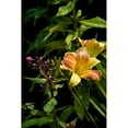 thumbnail image 3 of Johnson, George 17x24 Black Modern Framed Museum Art Print Titled - Pink and Yellow Lily, 3 of 5