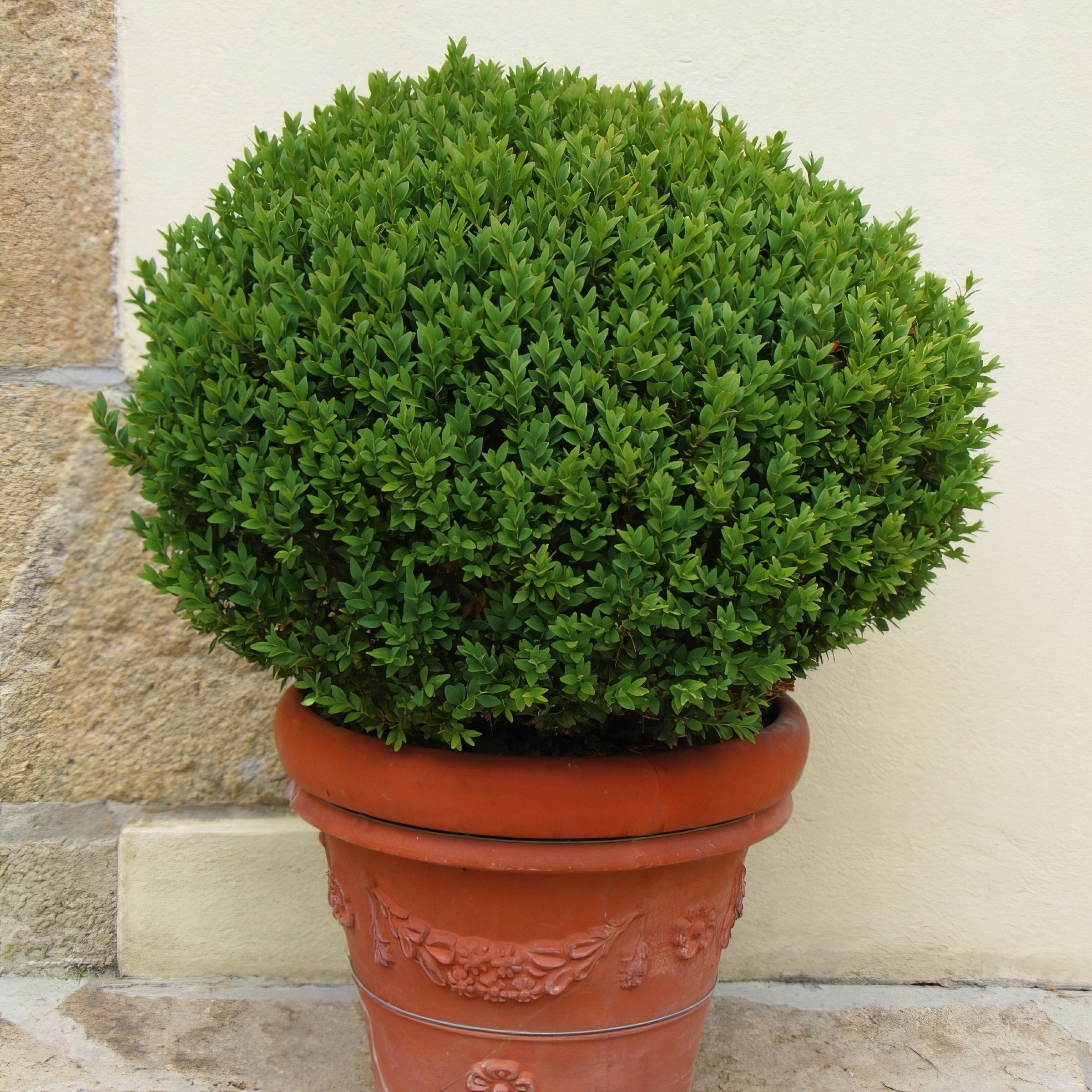 National Plant Network 4 in. Wintergreen Boxwood (16-Pack)