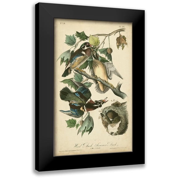 Audubon, John James 10x14 Black Modern Framed Museum Art Print Titled - Audubon Wood Duck