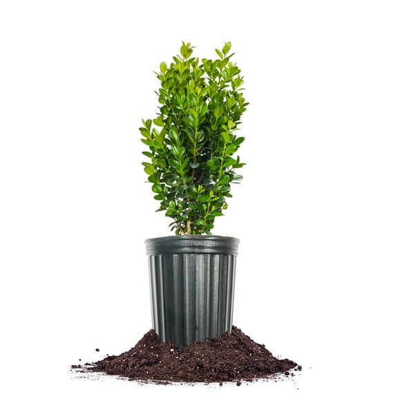 Perfect Plants Sprinter Boxwood 1 Gallon