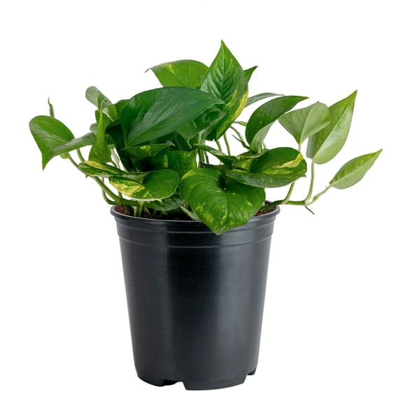 Costa Farms 12" Pothos Live Plants in 5" Grower Pot