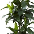 thumbnail image 2 of Nearly Natural 5' Dracaena Plastic Artificial Plant UV Resistant (Indoor/Outdoor), Green, 2 of 3