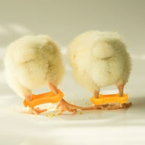 Hemobllo Bird Leg Brace Yellow 12Pcs Small 0.16In Inner Diameter 0.83In Length