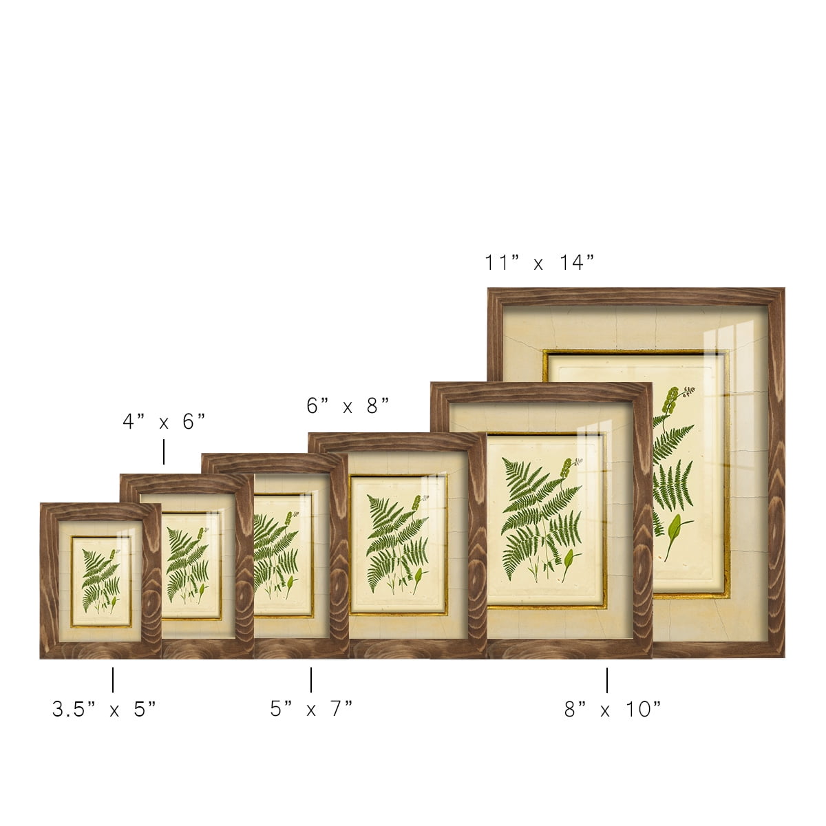 Fern with Crackle Mat (H) IV - Framed Print w/glass - Walnut