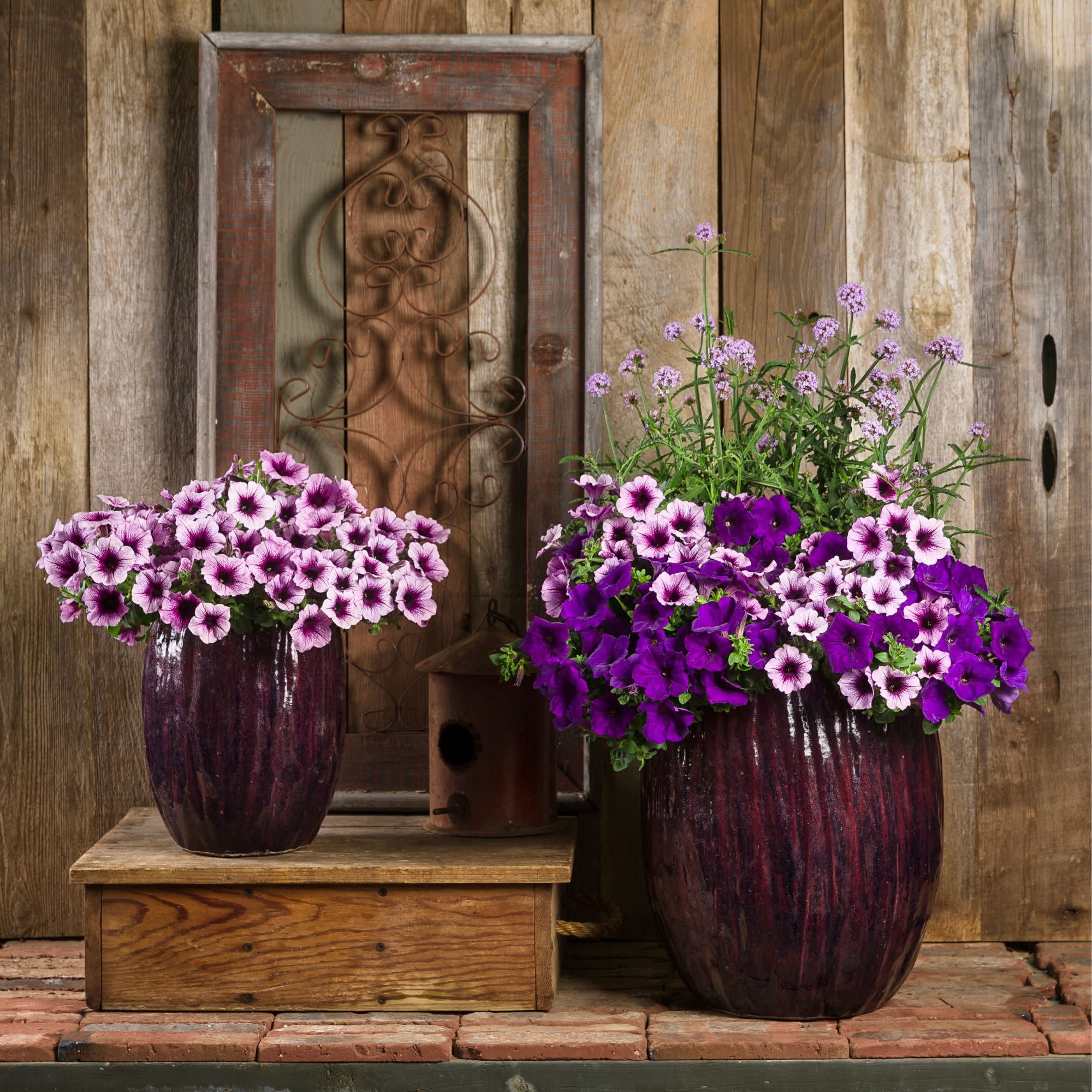 Proven Winners 4" Purple Supertunia Royal Velvet Petunia Live Plant in 4.25" Pot (4 Count)