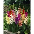 thumbnail image 1 of TASC Flower Bulbs- Gladiolus Assorted, 1 of 2
