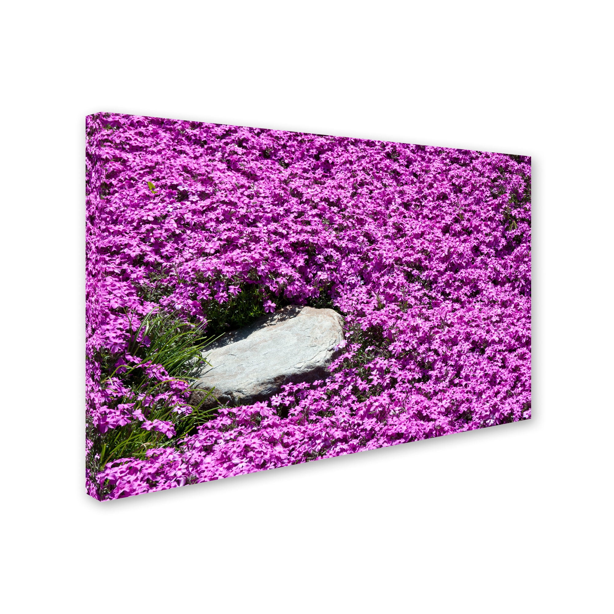 Trademark Fine Art 16 x 24 Floral Canvas Art ' Island in Purple ' by Kurt Shaffer