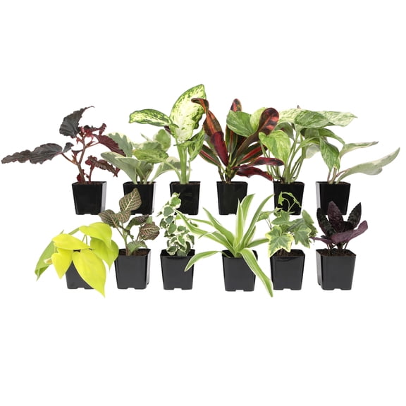 Altman Plants Live Houseplants in 2" Grower Pots (12 Count), Easy Care Air Purifying indoor Plants