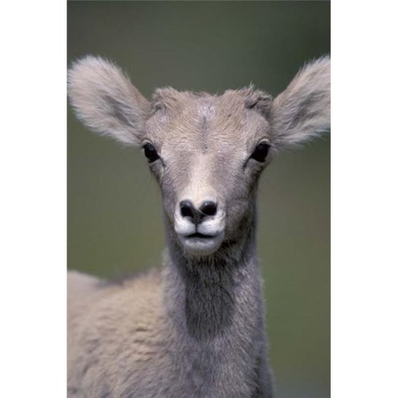 Posterazzi PDDCN01AWO0001 Affiche de Parc National de Mouflons de Bighorn Alberta Canada par Art Wolfe - 18 x 27 Po.