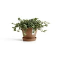 thumbnail image 4 of Ecopots 4.5" Diameter Round Terracotta Plastic Flower Pot with Drainage Holes, 4 of 4