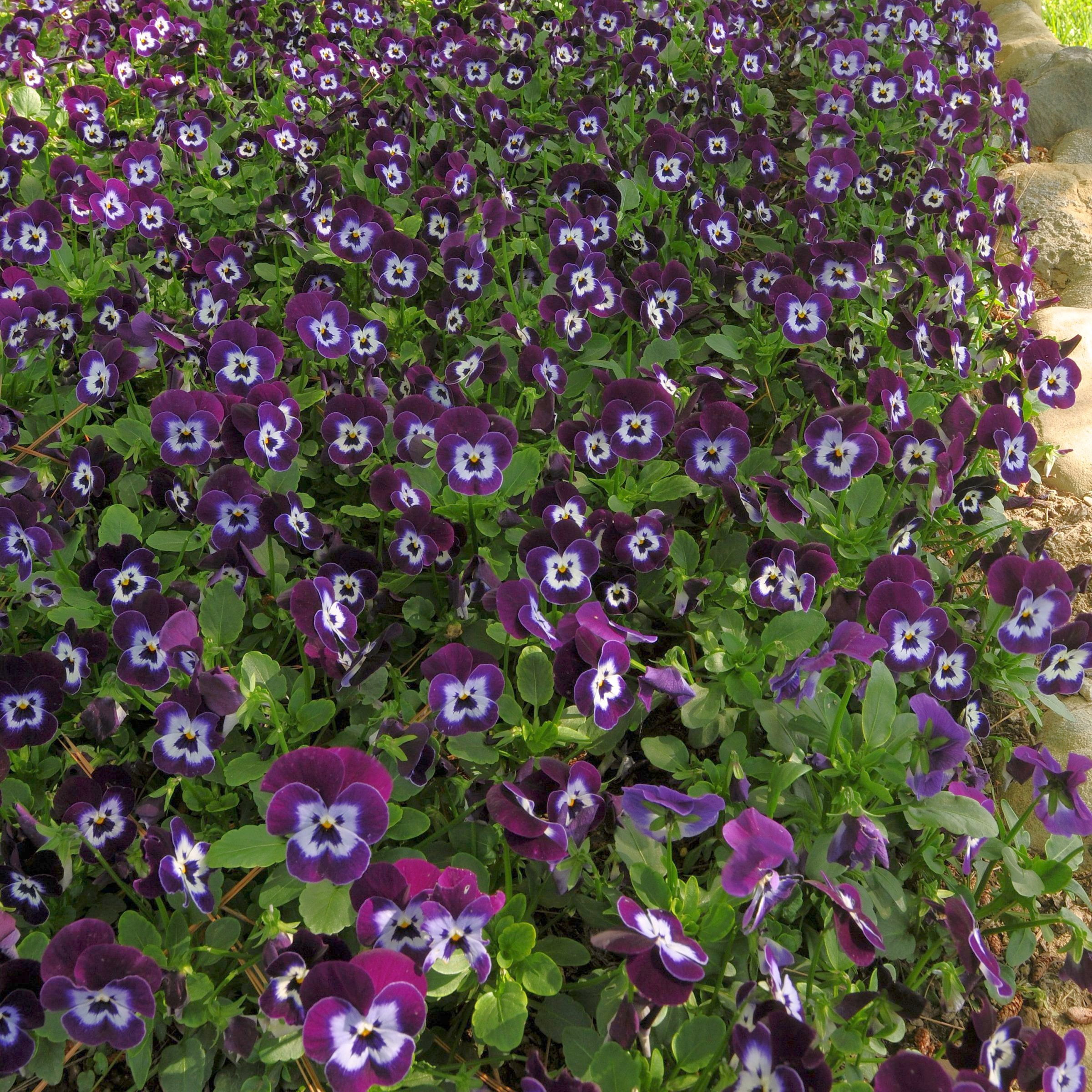 National Plant Network 4 in. Viola Sorbet XP Purple Face (8-Pack)