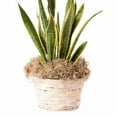 thumbnail image 2 of Proflora Preserved Green Spanish Moss, Natural 530 CU in - Floral Arranging Supplies, 2 of 7